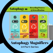 Autophagy Magnifiers