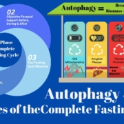 The 4 Phases Of The Complete Fasting Cycle